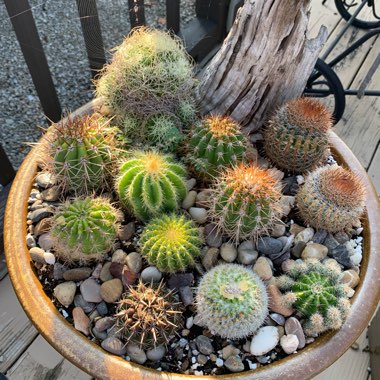 Echinopsis Cactus