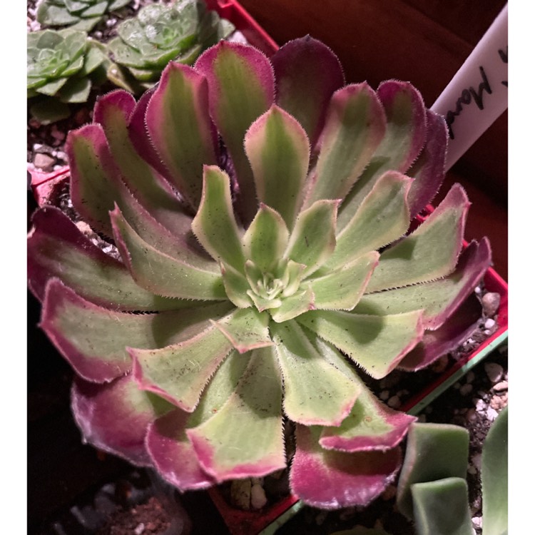 Plant image Aeonium 'Mardi Gras' 