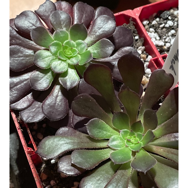 Plant image Aeonium Short Black