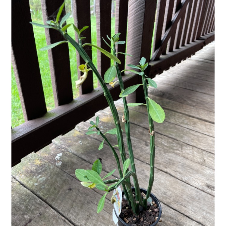 Plant image Euphorbia pteroneura