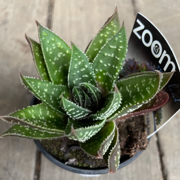 Plant image Gasteria Royal Wolfgang