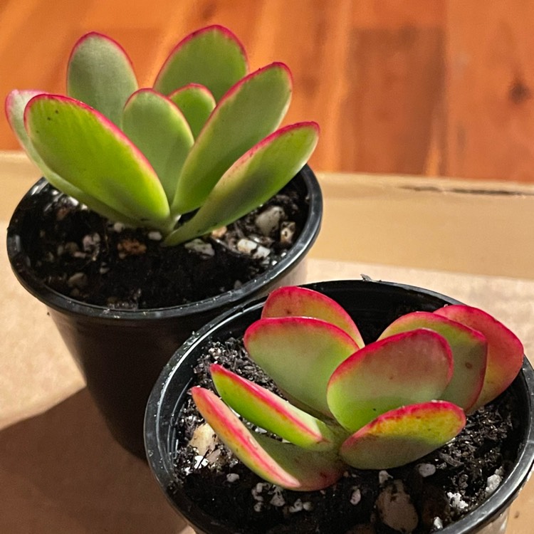 Plant image Crassula platyphylla variegated