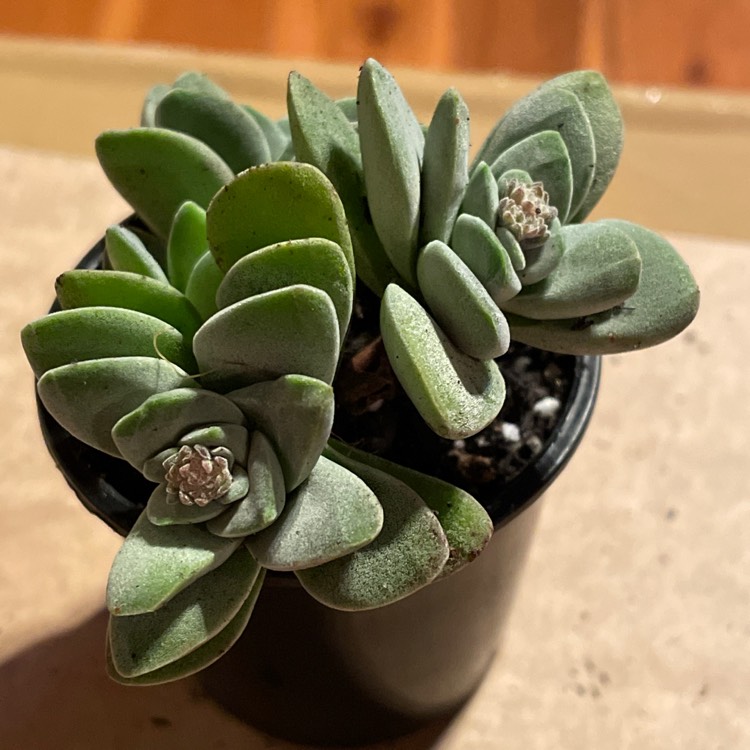 Plant image Crassula Fallwood