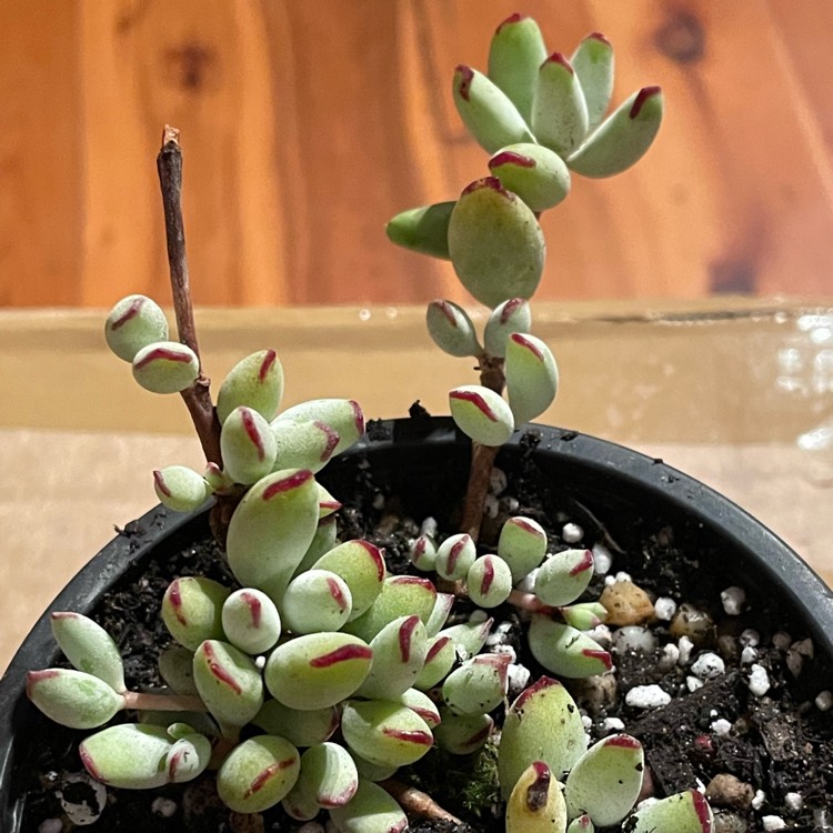 Plant image Cotyledon Papillaris 