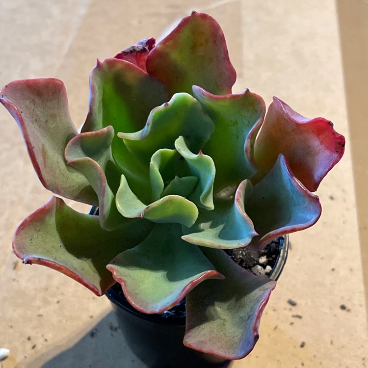 Plant image Echeveria Bluette 