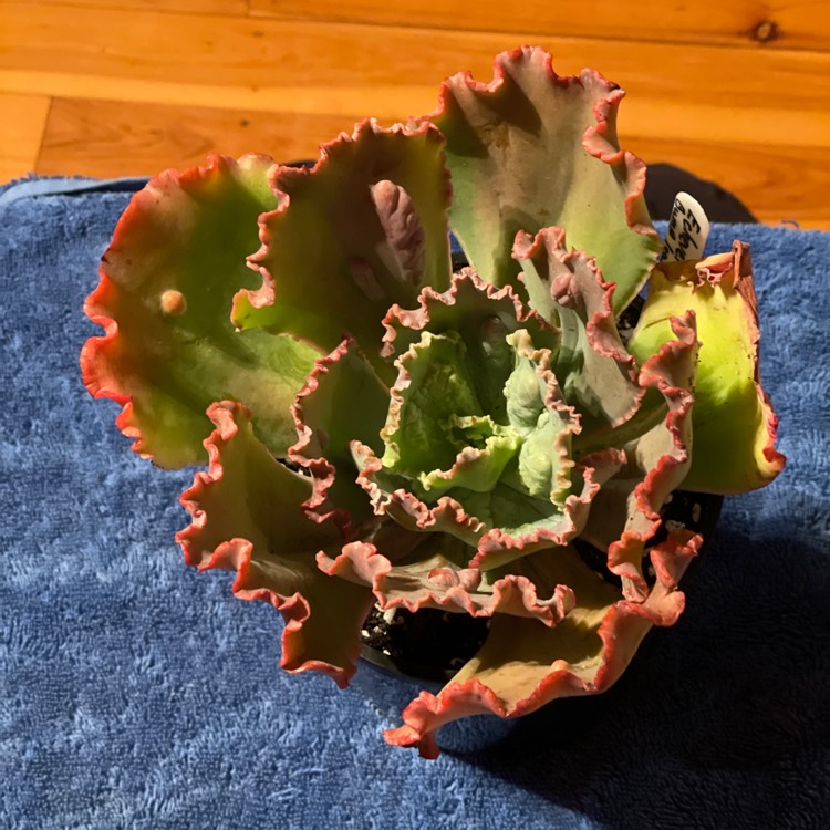 Plant image Echeveria Bumps