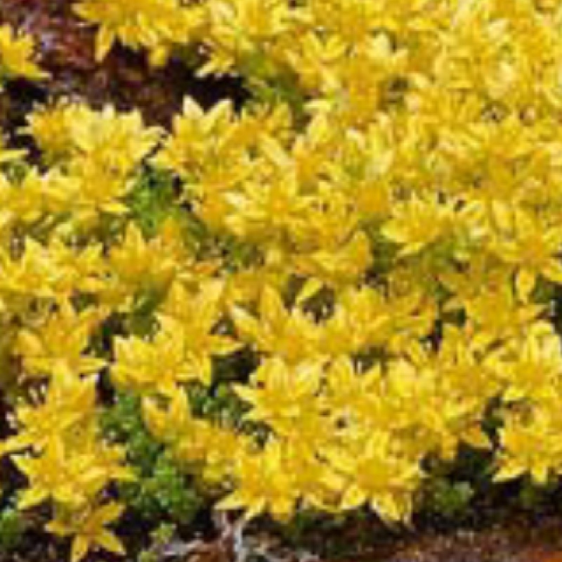 Sedum Acre