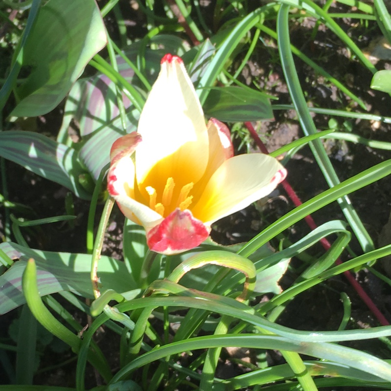 Tulipa 'Johann Strauss'