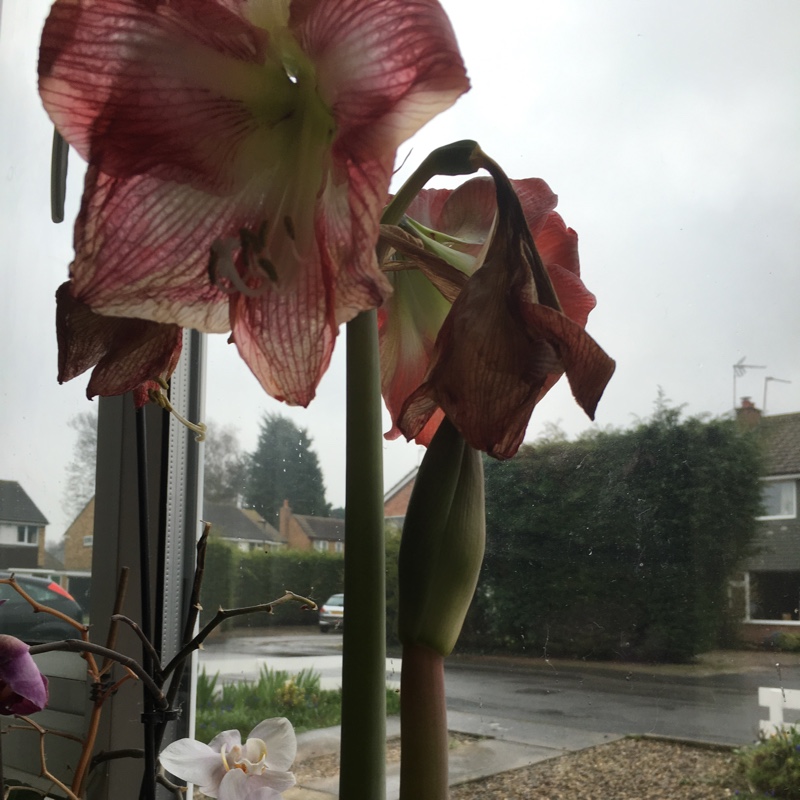 Plant image Hippeastrum (Spider Group) 'Sumatra'