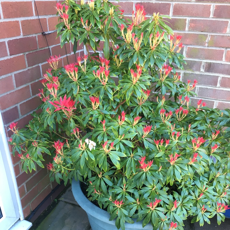 Plant image Pieris japonica 'Katsura'