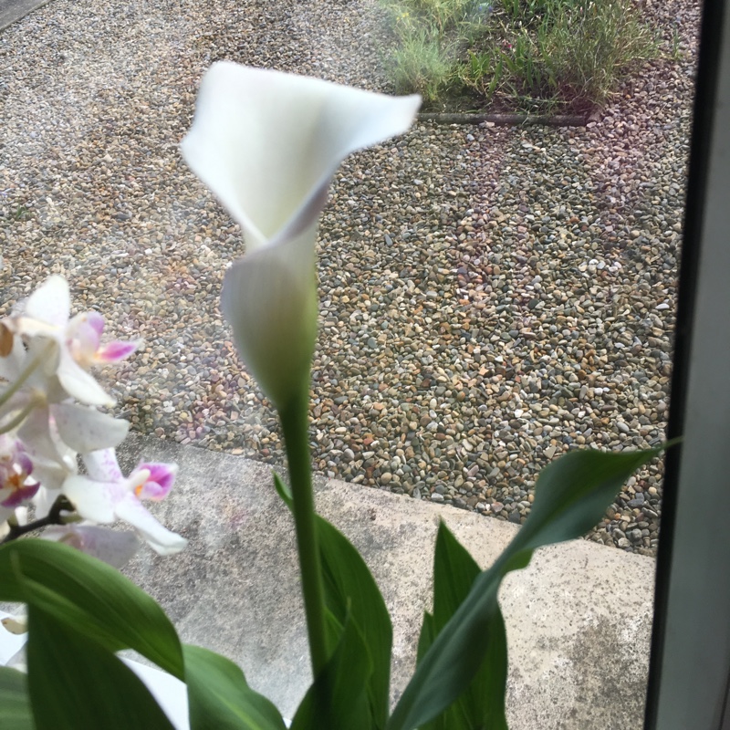 Zantedeschia rehmannii