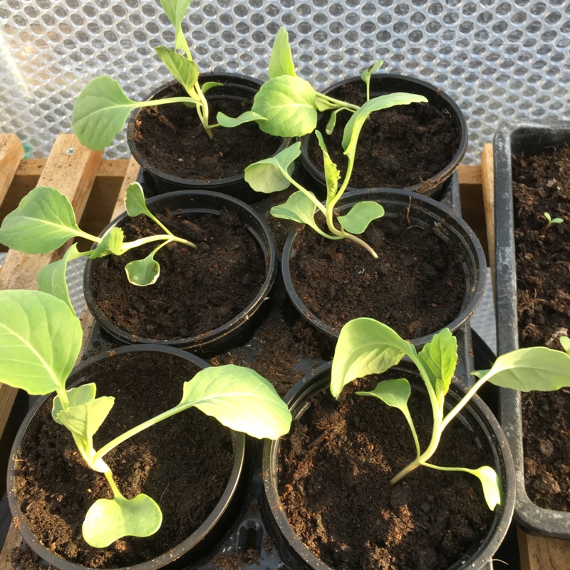 Brassica oleracea (Capitata Group)