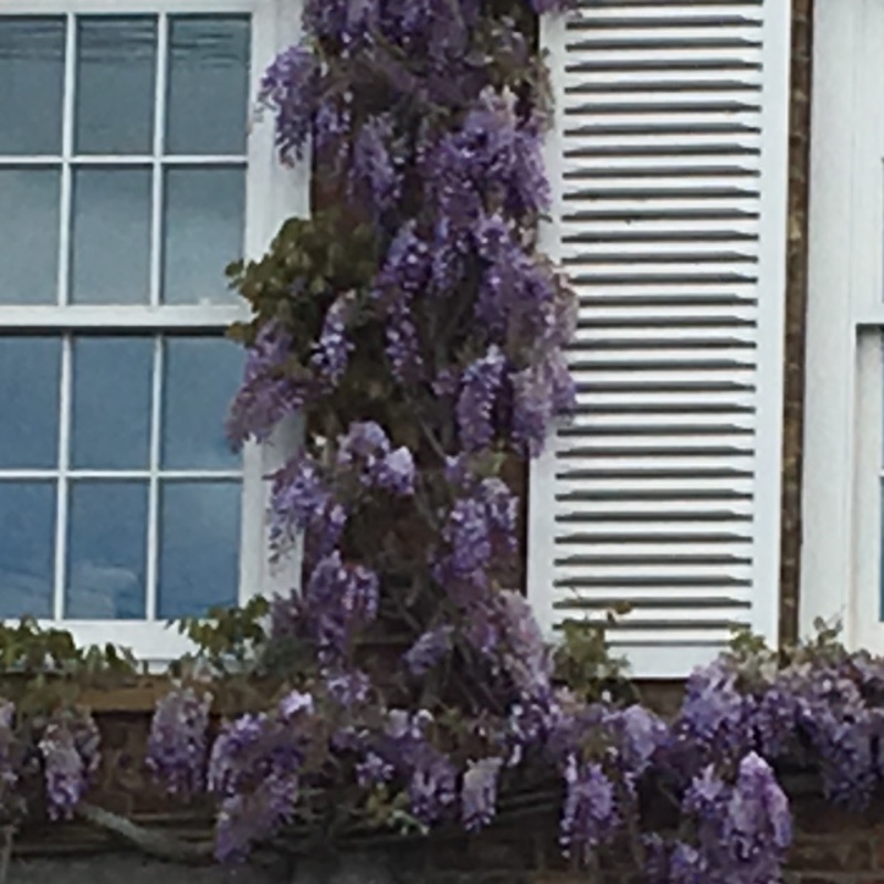 Plant image Wisteria floribunda 'Lavender Lace'