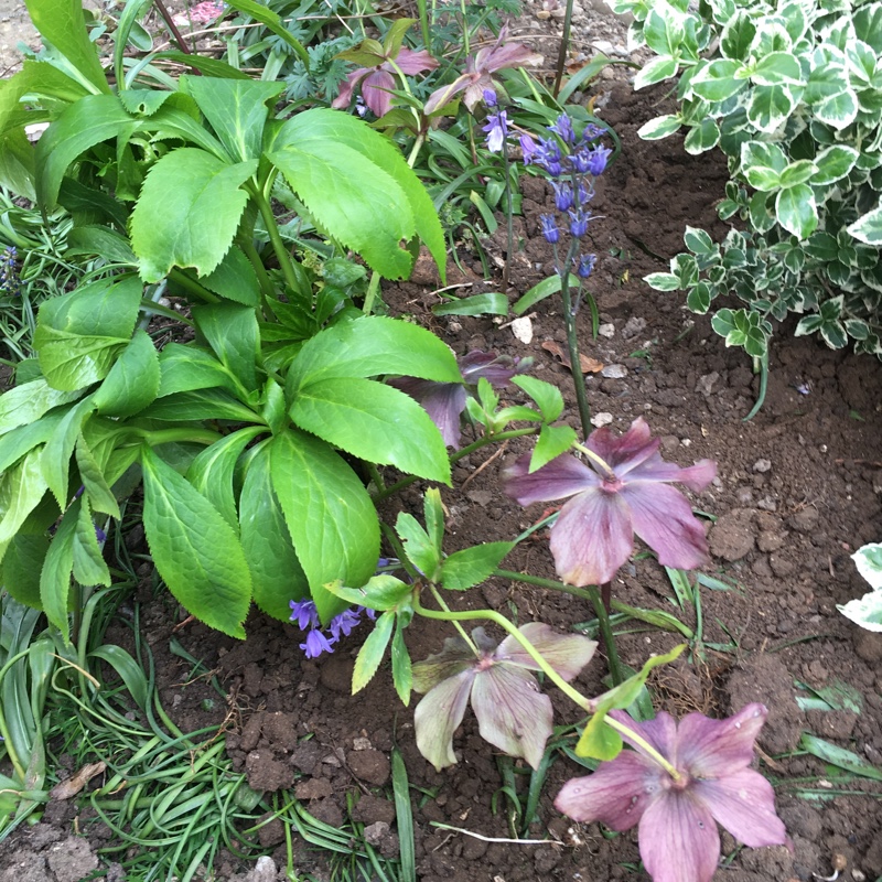 Plant image Helleborus viridis