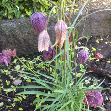 Snake's Head Fritillary