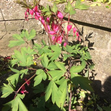 Bleeding Heart 'Valentine'