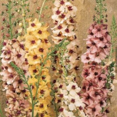 Mullein 'Southern Charm'