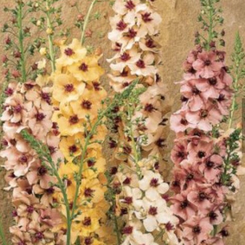 Plant image Verbascum x hybrida 'Southern Charm'