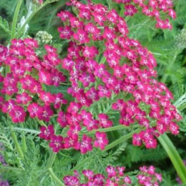 Achillea 'Cassis'