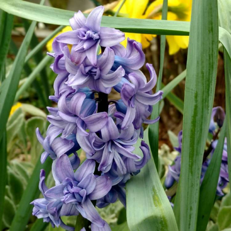 Plant image Hyacinthus orientalis 'Ostara'