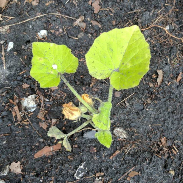 Plant image Cucurbita pepo 'Summer Yellow Crookneck'