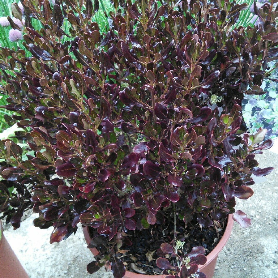 Plant image Coprosma 'Pacific Night'