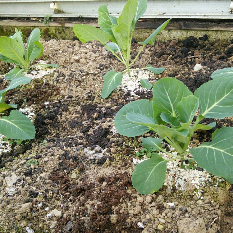 Plant image Brassica oleracea (Capitata Group) 'Flower of Spring'