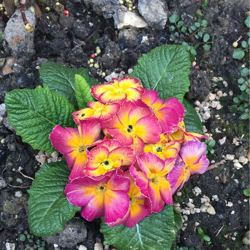 Plant image Primula vulgaris 'Bulgaria'