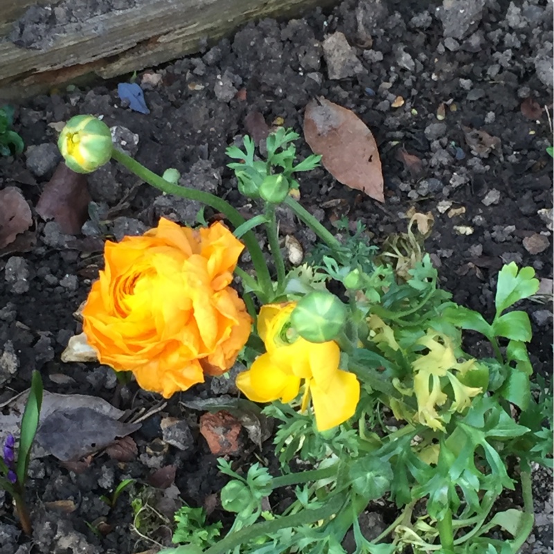 Plant image Ranunculus acris 'Flore Pleno'