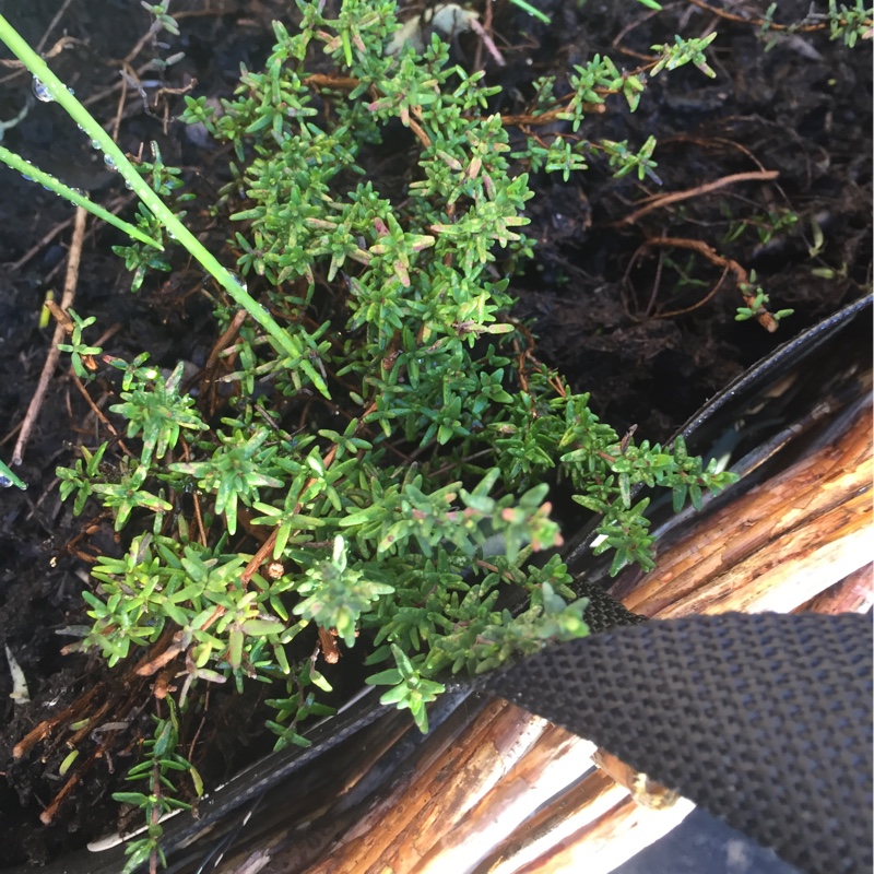 Plant image Thymus Vulgaris 'Montana'