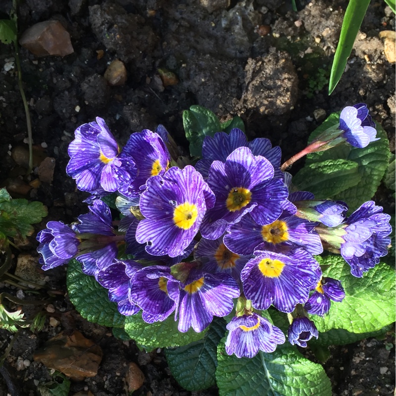 Plant image Primula vulgaris 'Bulgaria'