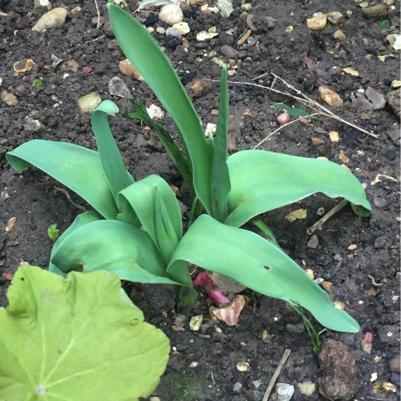 Plant image Tulipa 'Monte Orange'