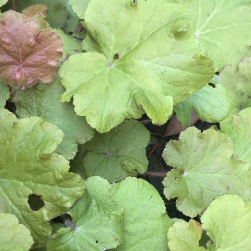 Plant image Heuchera 'Caramel'