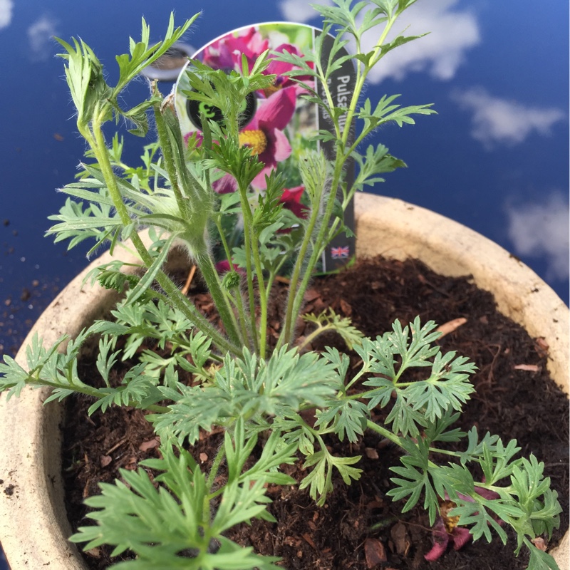 Plant image Pulsatilla vulgaris 'Rode Klokke' syn. Pulsatilla vulgaris 'Rote Glocke', Pulsatilla vulgaris 'Red Bell', Pulsatilla vulgaris 'Red Clock'