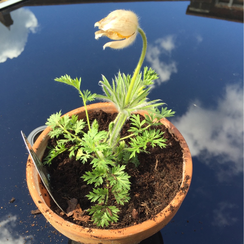 Plant image Pulsatilla vulgaris 'Alba'