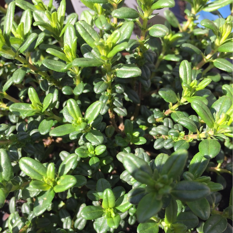 Plant image Helianthemum 'Ben Mohr'