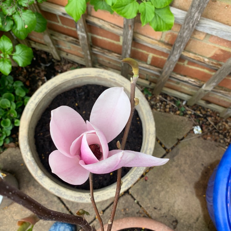 Plant image Magnolia 'Heaven Scent'