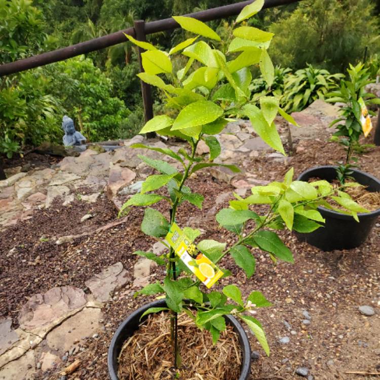 Plant image Citrus limon 'Lisbon'