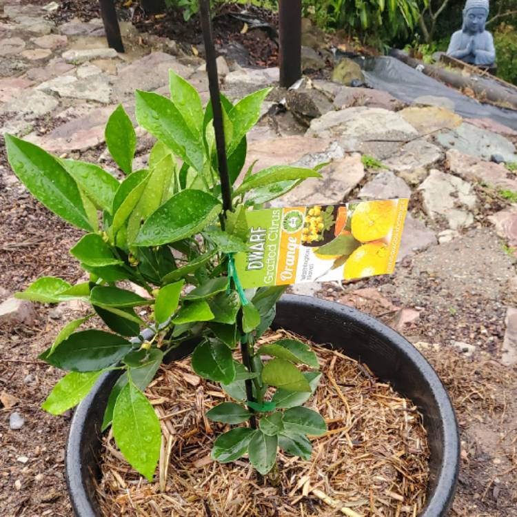 Plant image Citrus x sinensis