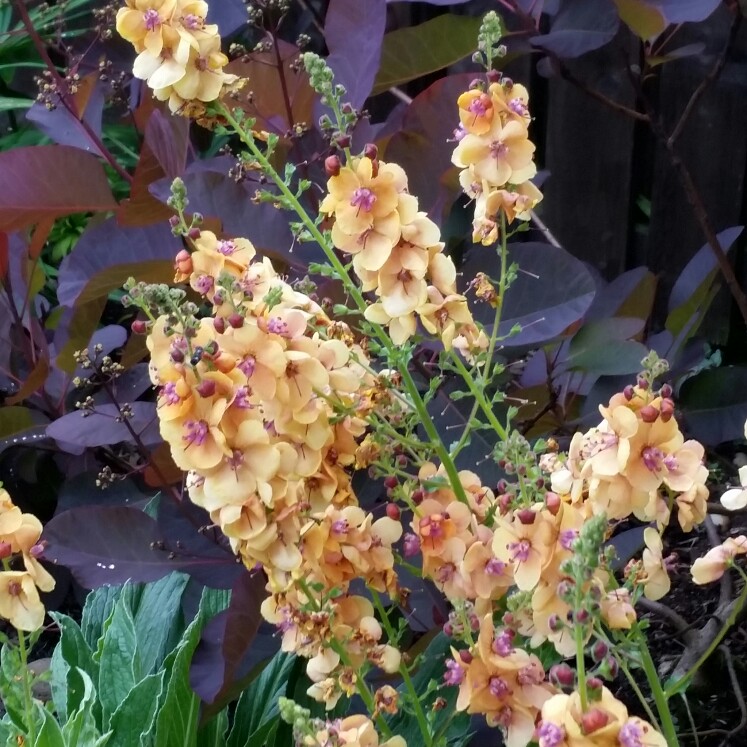 Plant image Verbascum 'Clementine'