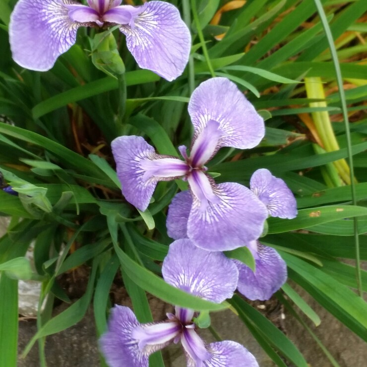 Plant image Iris Setosa