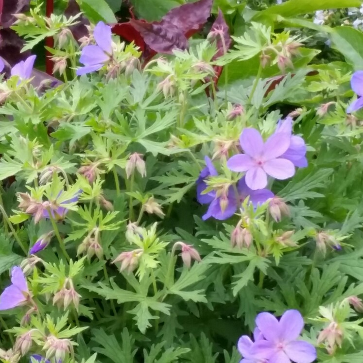 Plant image Geranium himalayense 'Gravetye'