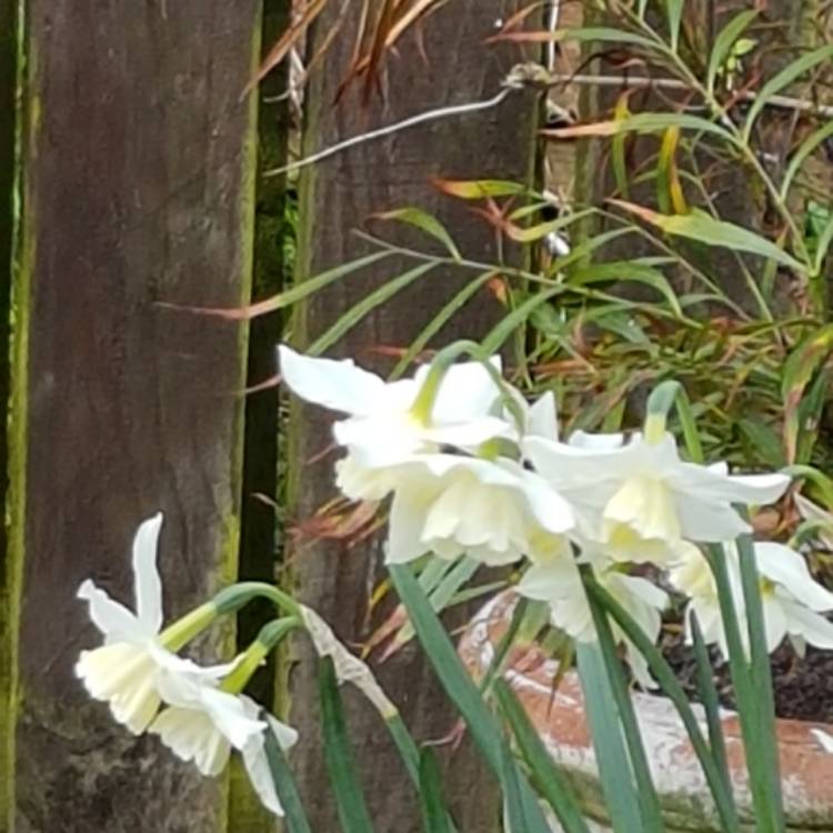 Plant image Narcissus 'Pueblo'