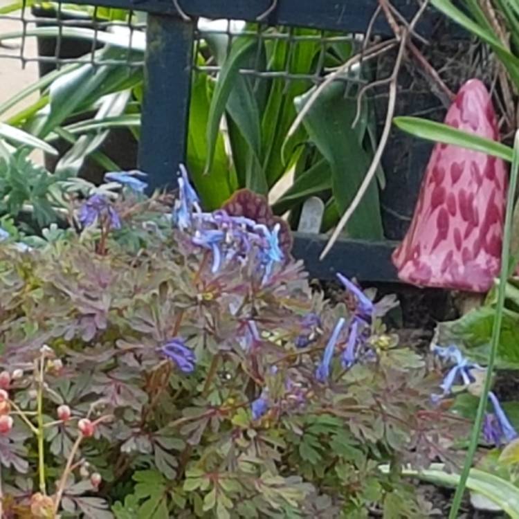 Plant image Corydalis flexuosa 'Purple Leaf'