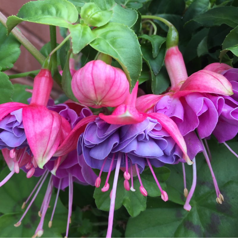 Fuchsia (Tender)