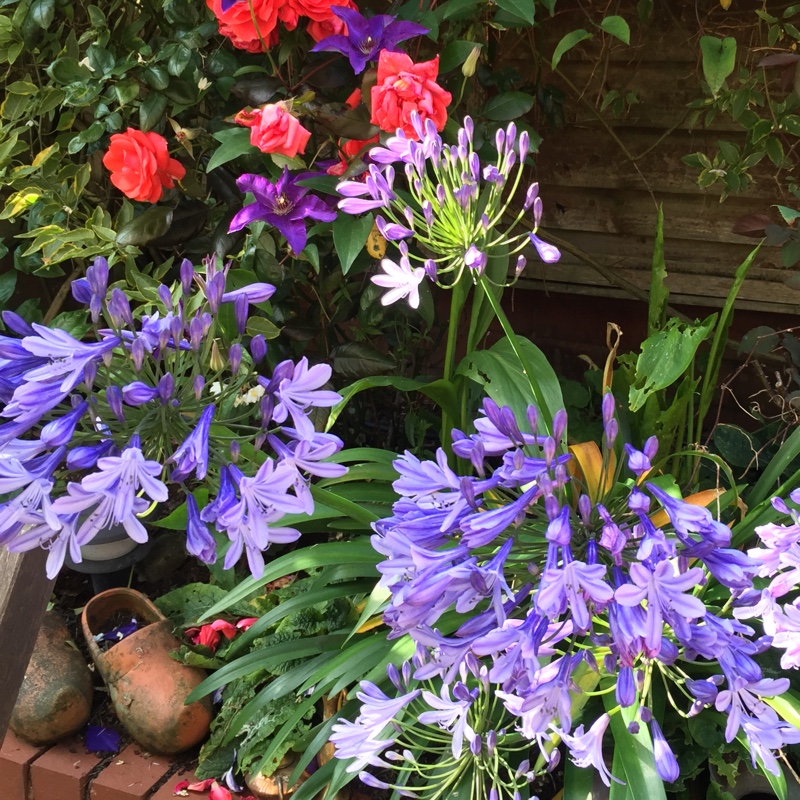 Clematis 'Jackmanii Superba'