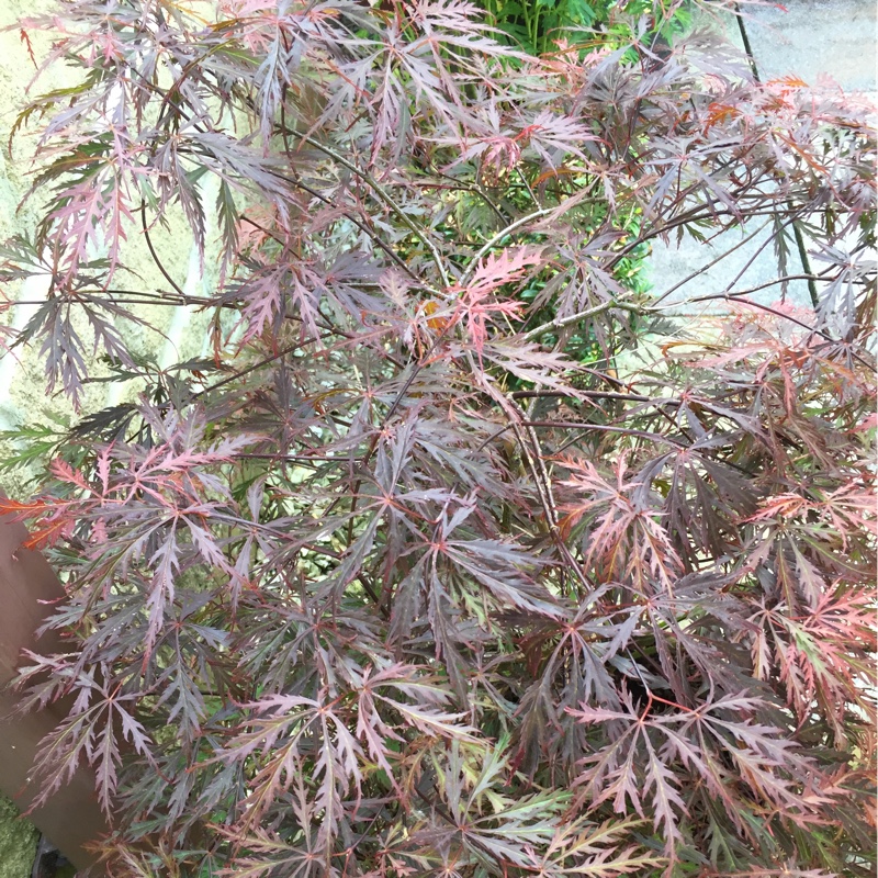 Plant image Acer Palmatum 'Crippsii'