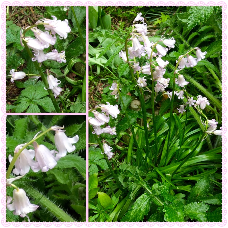 Hyacinthoides hispanica