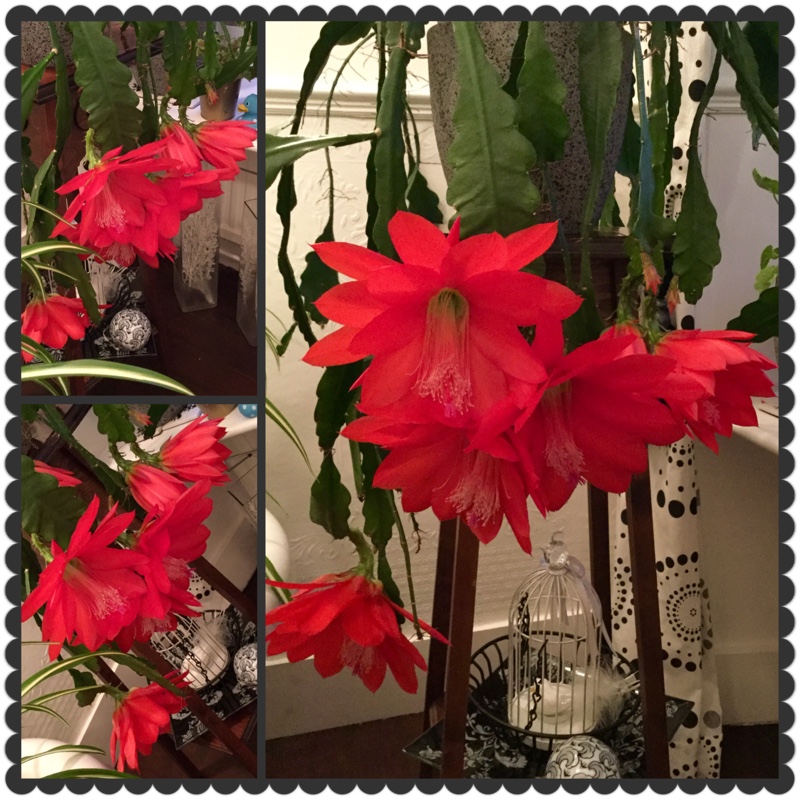 Plant image Epiphyllum