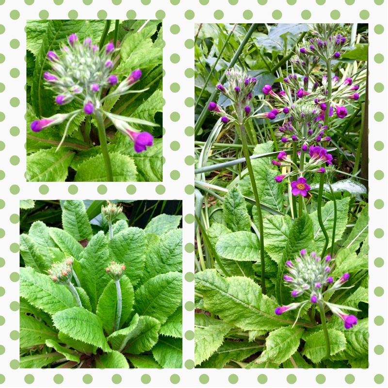 Primula 'Bulleyana'